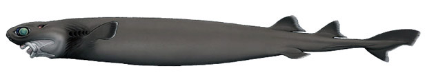 Isistius plutodus_02.jpg